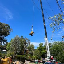 All sydney tree lopping (1)