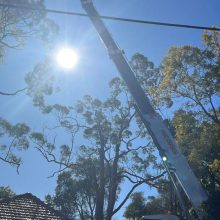 All sydney tree lopping (10)