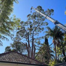 All sydney tree lopping (11)