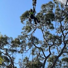 All sydney tree lopping (12)