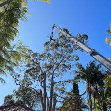 All sydney tree lopping (13)