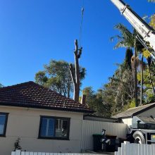 All sydney tree lopping (14)