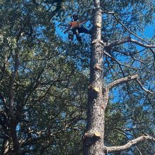All sydney tree lopping (15)