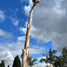 All sydney tree lopping (2)