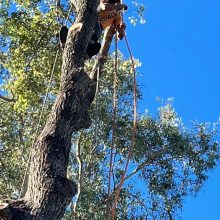 All sydney tree lopping (3)