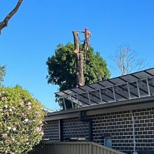 All sydney tree lopping (4)
