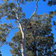 All sydney tree lopping (5)