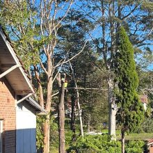 All sydney tree lopping (6)
