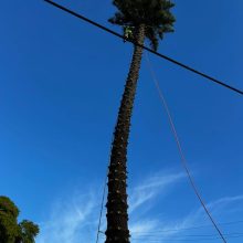 All sydney tree lopping (7)