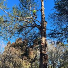 All sydney tree lopping (8)