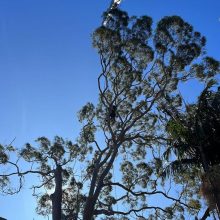 All sydney tree lopping (9)