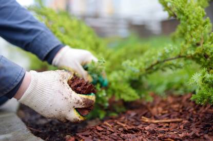 Best Sydney Tree Mulching Services
