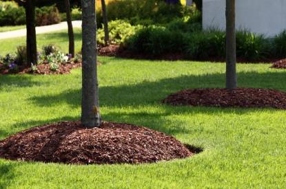 Affordable Sydney Tree Mulching Services