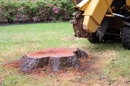 Affordable Sydney Stump Grinding Services